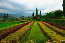 Colorful Plants On The Field. Nature Garden, Colorful Natural Scenery In Ciwidey