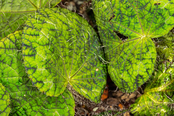 Wall Mural - Leaves of a Begonia Plant (Begonia longiciliata 'Sizemoreae')