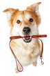Dog With Leash in Mouth Excited for Walk - Extracted