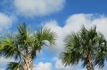 Beautiful Palm Trees Top On Blue Sky Background In Florida Nature 