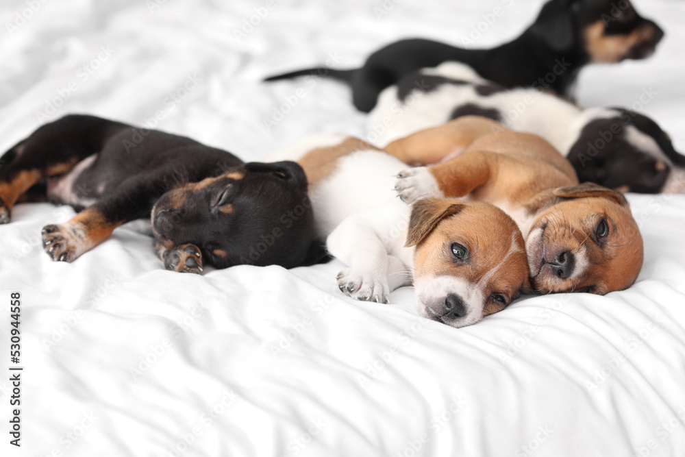 Cute puppies sleeping on  bed