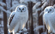 Snowy Owl On The Prowl In Winter