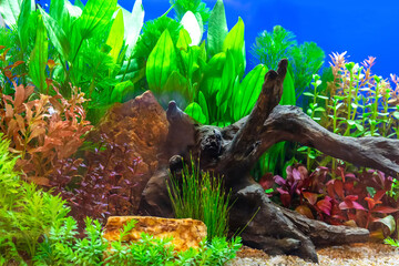 Underwater landscape nature forest style aquarium tank with a variety of aquatic plants, stones and herb decorations.