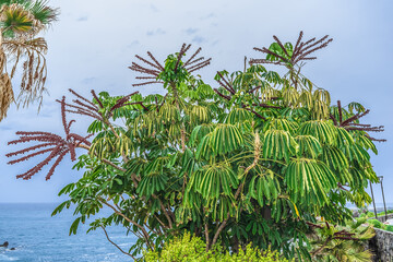 Heptapleurum actinophyllum on the coast of the Atlantic Ocean in Puerto de la Cruz in Canaries, Spain. Exotic flowering Queensland umbrella tree against the background of the sea in Tenerife