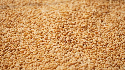 selective focus Indian golden Wheat (Gehu) background