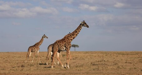Wall Mural - a giraffe family searches for food in the savannah