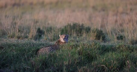 Wall Mural - a cheetah is resting in the savannah