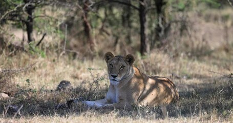 Wall Mural - a lioness rests in the shade in the savannah