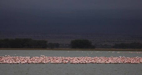 Canvas Print - several flamingos seek food in the lakes of amboseli