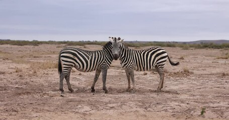 Wall Mural - two zebras hug each other in the savannah