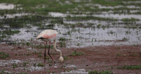 Canvas Print - several flamingos seek food in the lakes of amboseli