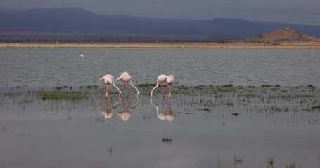 Canvas Print - several flamingos seek food in the lakes of amboseli