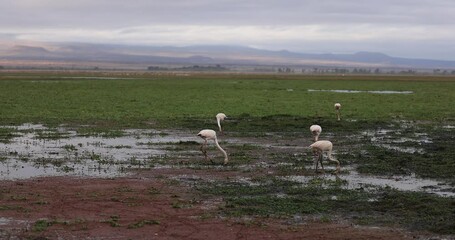 Canvas Print - several flamingos seek food in the lakes of amboseli