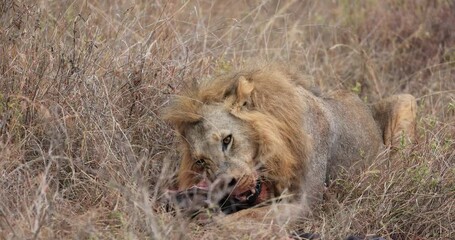 Wall Mural - A lion eats a wildebeest in the savannah