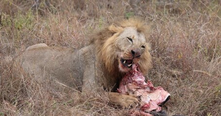 Wall Mural - a lion eats a wildebeest in the savannah