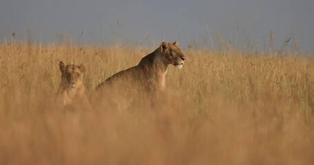 Wall Mural - a lion family walks in the savannah