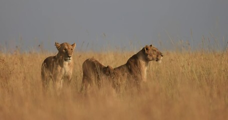 Wall Mural - a lion family walks in the savannah
