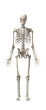 human skeletons isolated