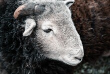 Side View Portrait Of A Young Rams Sheep With Blur Background