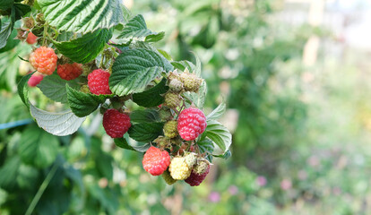 Poster - red raspberries on a bush in the garden