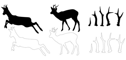 Wall Mural - silhouette and outline of Roe deer (Capreolus capreolus), PNG on background transparent	