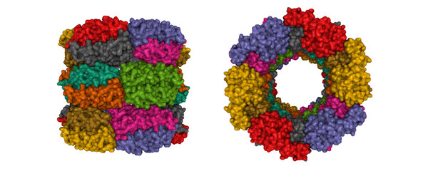 Structure of human peroxiredoxin 3 as three stacked rings, 3D Gaussian surface model in two purpendicular projections, chain id color scheme, based on PDB 5jcg, transparent background