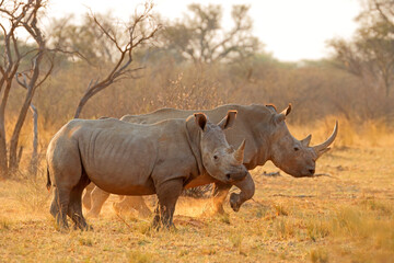 Wall Mural - alert white rhinoceros (ceratotherium simum) in dust at sunset, south africa.