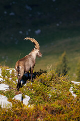 Wall Mural - male ibex (Capra ibex) in Naturpark Diemtigtal in Berner Oberland