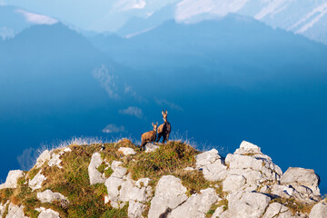 Wall Mural - chamois mother with fawn (Rupicapra rupicapra) on a peak in Naturpark Diemtigtal in Berner Oberland