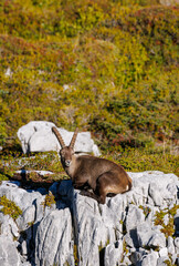 Wall Mural - male ibex (Capra ibex) in Naturpark Diemtigtal in Berner Oberland