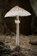 Edible Mushroom Macrolepiota Procera Known As Parasol Mushroom