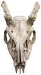Reindeer skull isolated