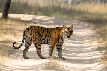 Wall Mural - royal bengal tiger, panthera tigris, bandhavgarh tiger reserve, madhya pradesh, india
