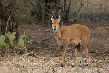 Wall Mural - Blue Bull, fawn, Boselaphus tragocamelus, Bandhavgarh Tiger Reserve, Madhya Pradesh, Rajasthan, India