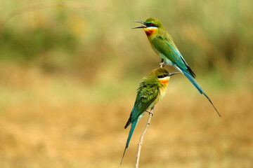 Wall Mural - blue tailed bee eater, merops philippinus , naguvana halli, karnataka, india