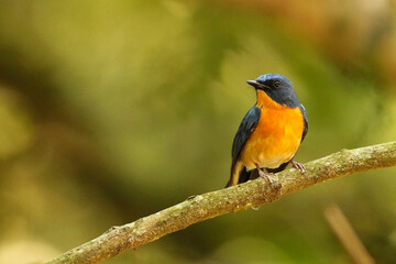 Wall Mural - male tickells blue flycatcher, cyornis tickelliae, , nandi hills karnataka, india