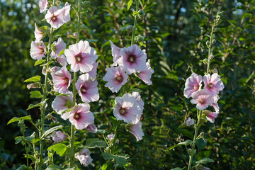 Wall Mural - Stems of blooming light purple hollyhock on blurred background