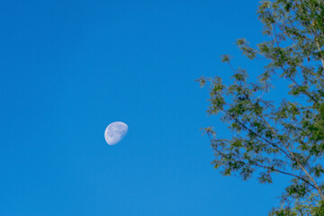 the moon and the tree