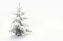 Fir Tree Covered Snow On White Snowy Background With Space For Text