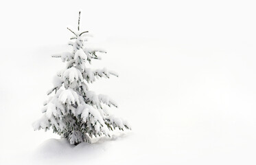 Wall Mural - fir tree covered snow on white snowy background with space for text