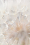 Fototapeta  - Abstract dandelion macro flower background. Seed macro closeup. Soft focus