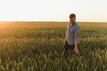 Wall Mural - Closeup shot of a man checking the quality of the wheat spikelets on a sunset in the middle of the golden ripen field. Farm worker examines the ears of wheat before harvesting. Agricultural concept