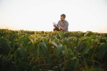 Wall Mural - A farmer inspects a green soybean field. The concept of the harvest