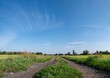 polna droga pośrodku łąk i pól, krajobraz wiejski w rejonie zachodniej polski a w tle zielone drzewa błękitne niebo