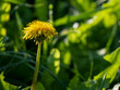 kwiat żółty mniszek lekarski zdjęcie makro