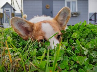 Corgi in nature. Royal corgi for a walk.