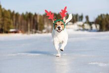 Funny Dog Wearing Antlers Of Christmas Reindeer Running In Fairy Winter Scene. Background With Holiday Mood.