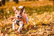Dog running in Fall park with accessories for professional dog walker: leash, harness, safety vest and dog tag