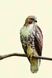 Beautiful shot of a hawk on a branch isolated on a beige background