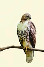 Beautiful Shot Of A Hawk On A Branch Isolated On A Beige Background